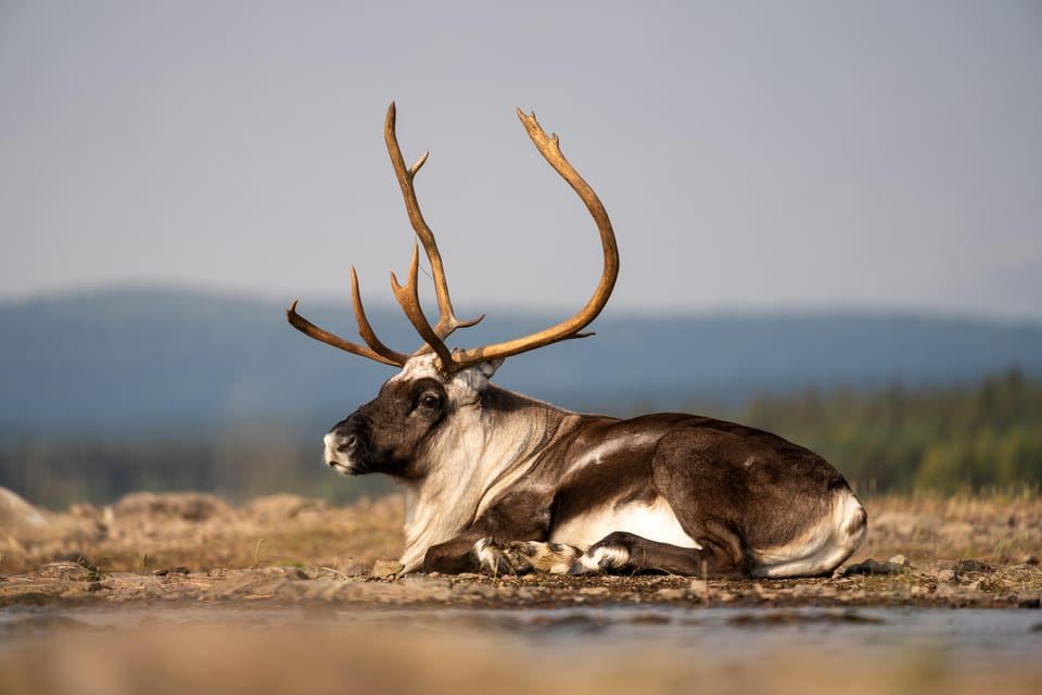 Kiruna: Arctic Summit Views in the Midnight Sun
