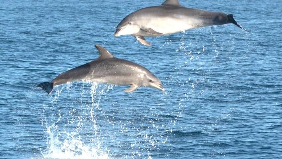Dolphin Watching Boat Excursion to Figarolo Island from Olbia