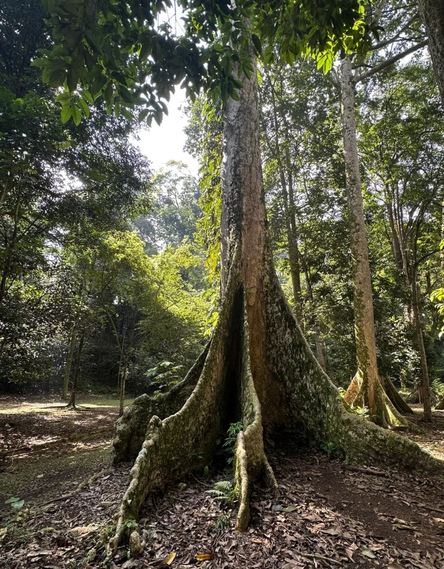 Excursión privada a Bogor City desde Yakarta