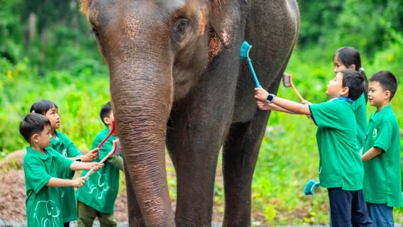 西雙版納野象谷親子體驗一日遊【可約大象洗澡/升級版雨林牧象】