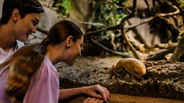 【新加坡定制包車】新加坡夜間動物園接/送中文服務