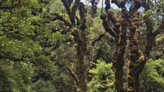高黎貢山原始森林輕徒步一日遊【8人拼小團】