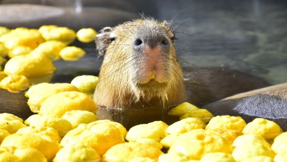 Premium Small Group Day Tour to Izu Jogasaki Coast & Mt. Omuro & Scenic Seaside Train (4-9 people)