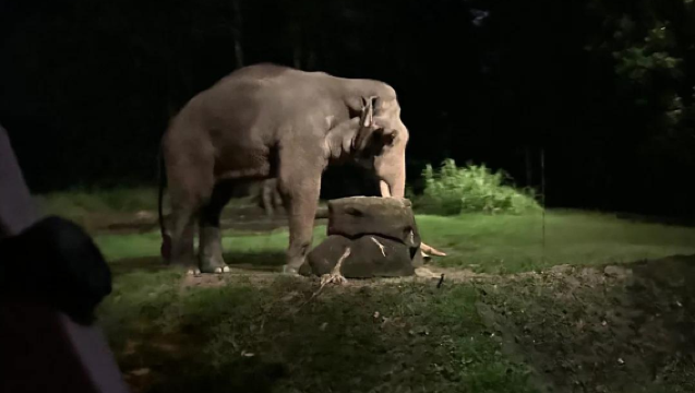 【新加坡一日遊】牛車水+小印度+新加坡國家博物館+夜間動物園