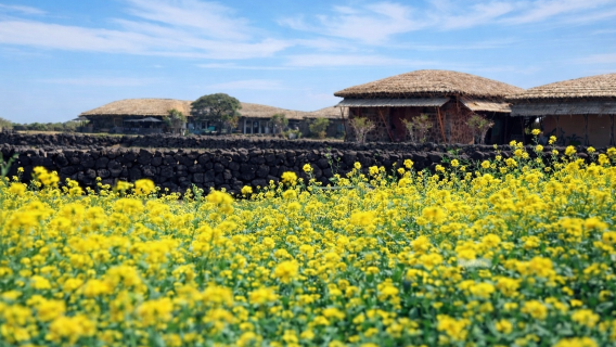 East Jeju Essentials – Seongsan Peak & Haenyeo Performance