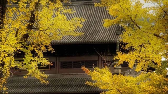 หางโจว ประเทศจีน: เจดีย์เหลยเฟิง+หอคอยโบว์เบิร์ต+วัดเวินเวิน | ทัวร์ตามรอยอารยธรรมอู๋เยว่ "ปีแห่งสันติสุข"