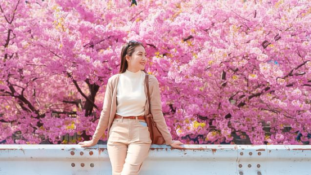 ออกเดินทางจากโซล | เทศกาลดอกซากุระอีเดน + เกาะนามิ + จักรยานราง + ฟาร์มอัลปาก้า ทัวร์ 1 วัน