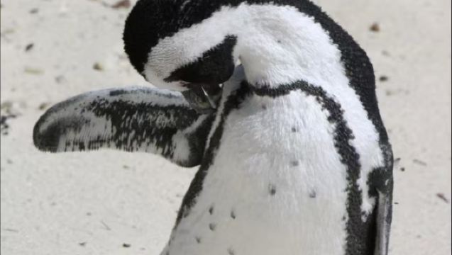 Cape Town Duiker Island + Cape of Good Hope + penguin island private charter 1-day tour / customizable itinerary