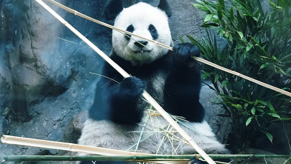 1일 프라이빗 투어: 고궁박물원 + 베이징 동물원(판다 하우스) + 임페리얼 리버 크루즈