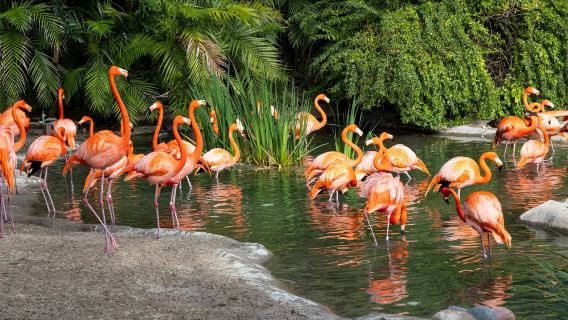 San Diego, Amerika | San Diego Zoo + Legoland + Teluk La Jolla | Boleh Disesuaikan※