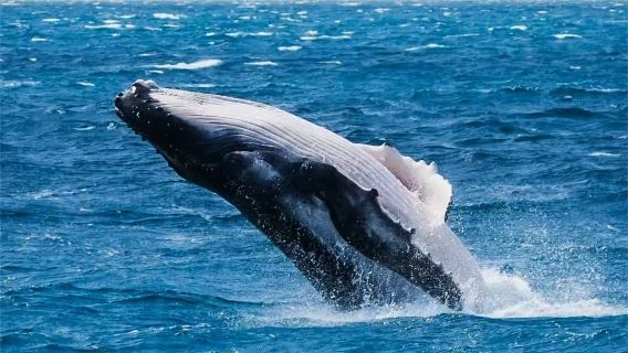 Lawatan Sehari Pelayaran Menonton Paus dan Lumba-lumba di Phillip Island Melbourne