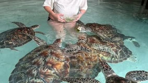 Zanzibar: Swimming with Turtles at Salaam Cave & Entry Fee