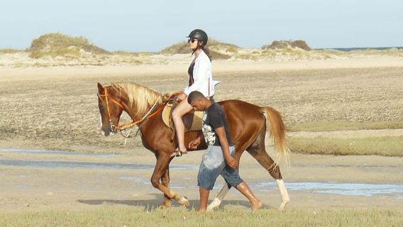 Djerba: 2 Hours Horse Riding in the Blue Lagoon