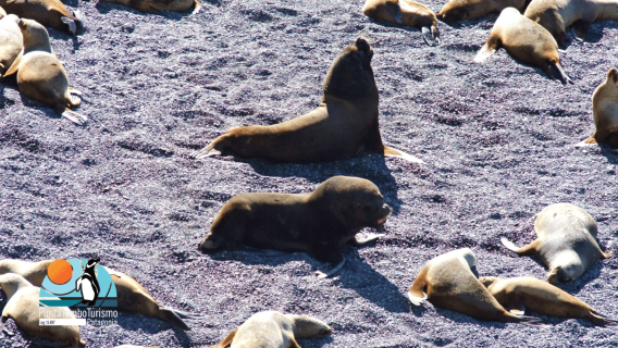 Puerto Madryn: Punta Loma & City Tour for Cruise Passengers