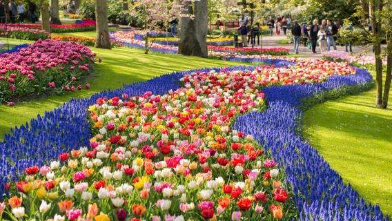 Amsterdam: Keukenhof Gardens Guided Tour Spanish and English