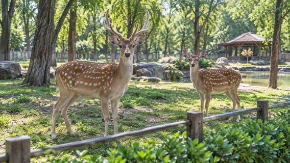 PALACE MUSEUM OF THE PUPPET MANCHUKUO + Changchun Confucian Temple Museum + Zoological And Botanical Park + Guilin Road Business District 1-day tour