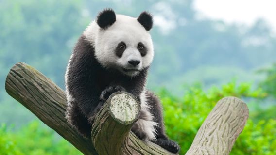 Dujiangyan Panda-basierte Touroption Freiwilligenerfahrung