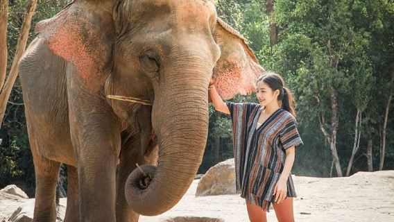 チェンマイ シークレット・エレファント・サンクチュアリ ワンデーツアー【家族旅行におすすめ|ナムトク滝|竹筏漂流オプションあり】