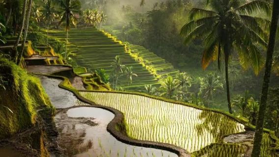 Bali Day Tour: Holy Spring Temple + Kintamani Volcano + Lake Batur + Hot Springs