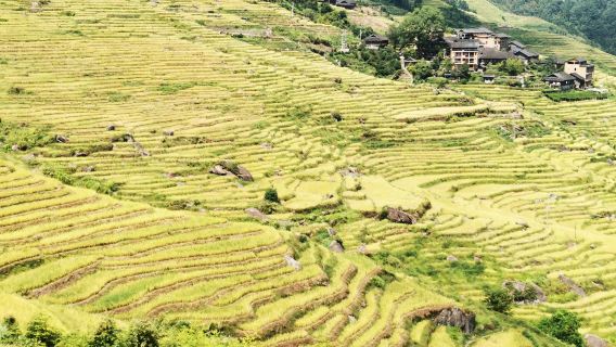【私家團】龍勝龍脊梯田（平安寨+古壯寨）一日遊+竹筒飯製作