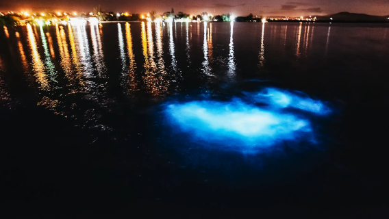 Lawatan Malam Laut Bercahaya La Parguera di San Juan, Puerto Rico