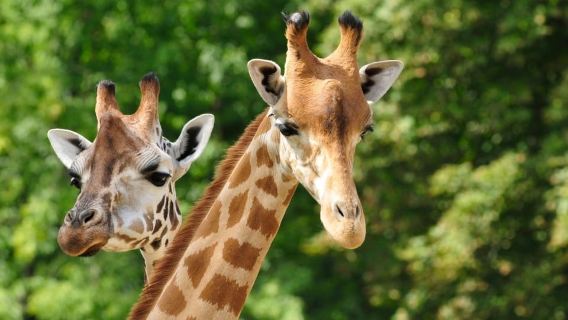 Paphos: Zoo Visit and Blue Lagoon Cruise with Guide & Lunch