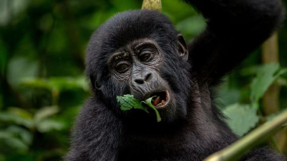 Uganda: Safari de 3 días con gorilas y recorrido por el lago Bunyonyi