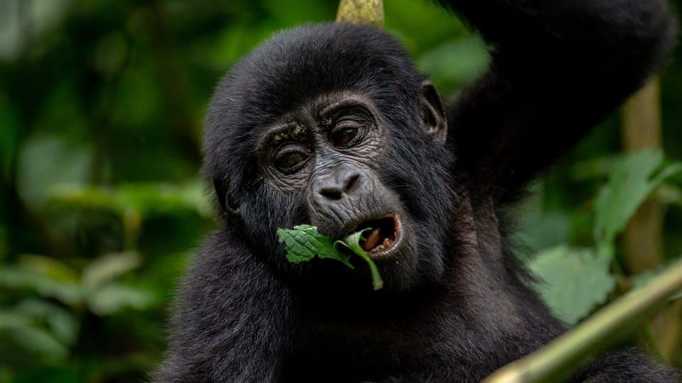 ยูกันดา: ซาฟารีเดินป่าชมลิงกอริลลา 3 วันและทัวร์ทะเลสาบบุนยอนยี