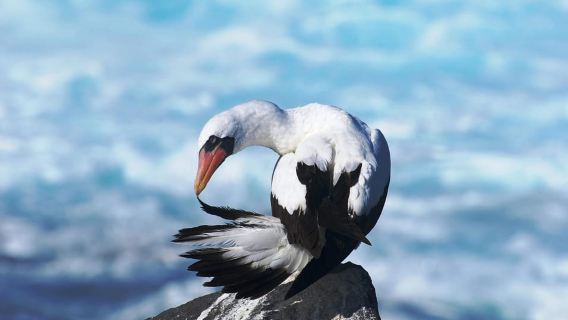 San Cristóbal: 360 Island Tour with Snorkeling