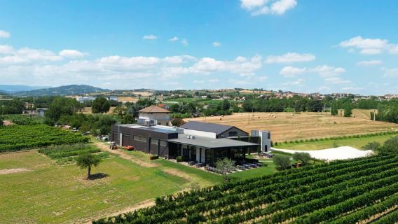 Vineyard Tour and Winery Visit with Tasting of Wines of Romagna