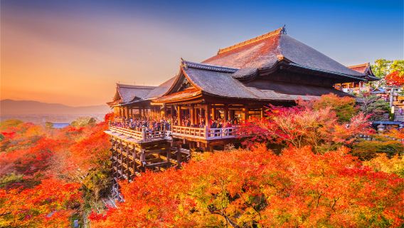 Tour di un giorno al Parco di Nara, al tempio Kiyomizu-dera di Kyoto e al Santuario di Fushimi Inari-taisha: dar da mangiare ai teneri cervi e ammirare le foglie d'acero
