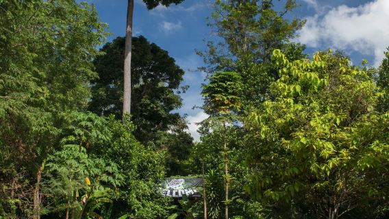 Jungle Xtrem Adventures: tirolina y salto de caída libre