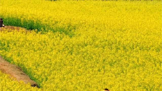 Qujing Golden Rooster Peak Cluster + Luoping Canola Flower Ocean + Duoyi River 1-day tour with Chinese and English service available