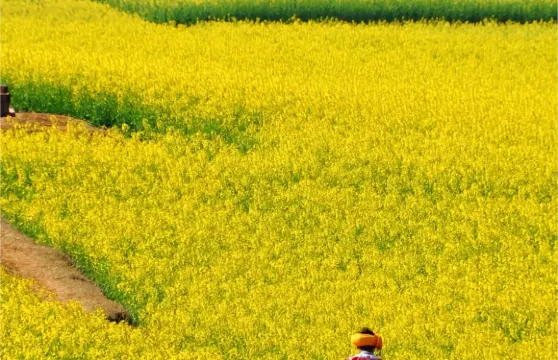 雲南曲靖金雞峯叢+羅平油菜花景區+多依河一日遊可提供中英文服務