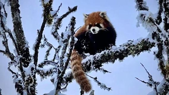 ทัวร์ค้างคืนสำหรับนักท่องเที่ยวต่างชาติที่รีสอร์ทสกีภูเขาหิมะซีหลิงและบ่อน้ำร้อนหัวฉุ่ยหวาน