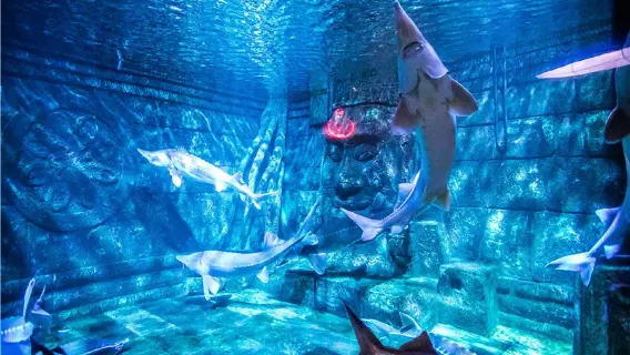 [Nanchino noleggio con conducente esclusivo per famiglie] Museo degli Insetti della Montagna Purpurea + Mondo Sottomarino di Nanchino + Mausoleo di Sun Yat-sen