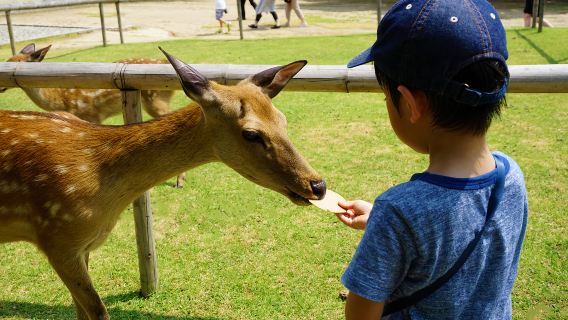ทัวร์ 1 วันเมืองโบราณเกียวโตและนาระ: พื้นที่วัดคิโยะมิซุ + สวนสาธารณะนาระ + ศาลเจ้าฟูชิมิอินาริ