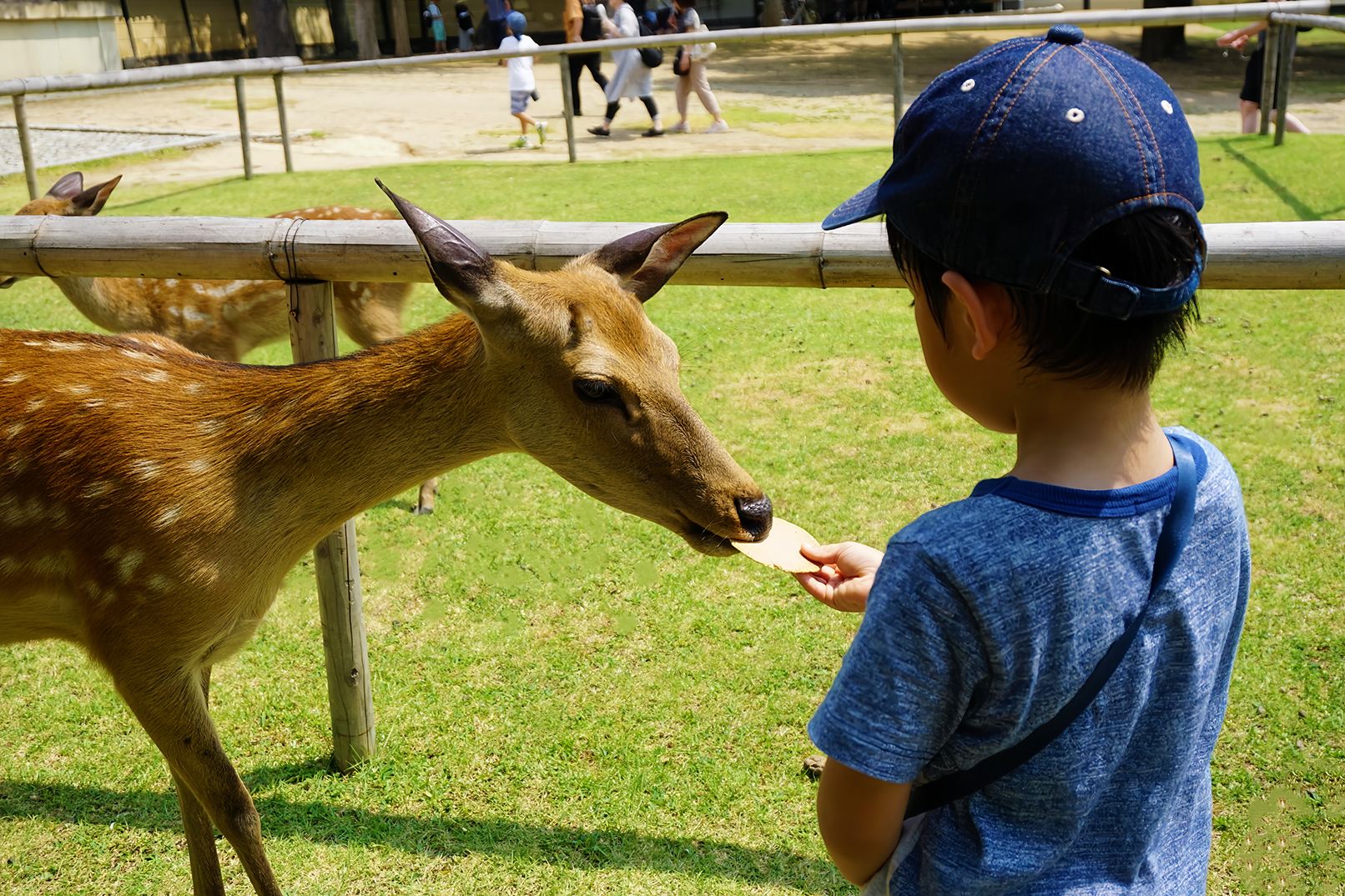 Tour di un giorno tra le antiche città di Kyoto e Nara: Area del Tempio Kiyomizu-dera + Parco di Nara + Santuario di Fushimi Inari-taisha