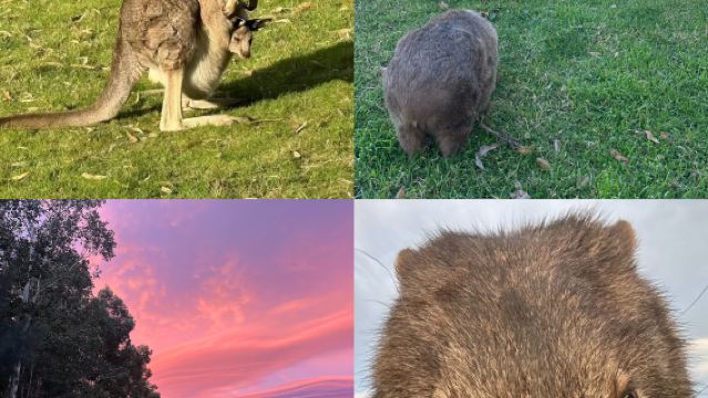 悉尼南線袋鼠谷一日遊——與袋鼠&袋熊親密邂逅