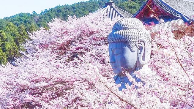 [Edisi Terbatas Musim Sakura] Perjalanan Satu Hari ke Osaka: Kuil Tsubosaka dengan Patung Buddha Sakura + Air Terjun Sakura Hongo + Taman Nara