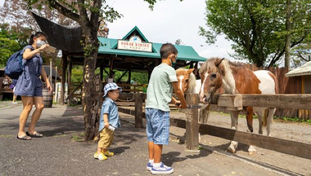 [벚꽃 감상 추천] 인기 전경 타누키 호수 + 마카이노 목장 당일 치기 여행 [호텔 픽업 옵션]