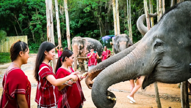 [가족 여행] 푸켓 매왕 코초 코끼리 캠프: 코끼리와 가까이 교감하고, 먹이를 주고, 목욕을 시켜주는 반나절 투어.