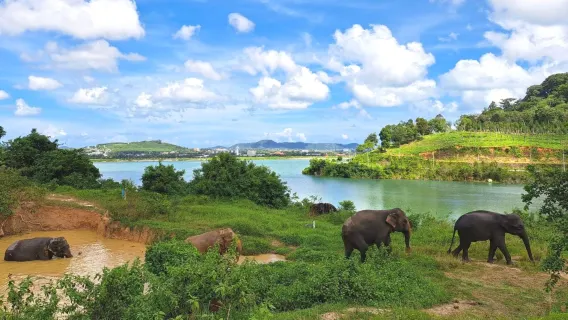 Featured tour with 1 reviews: Phuket Bukit elephant camp half-day tour – Thai cooking class/elephant interaction with hotel transfer