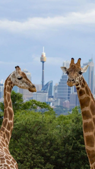 Half-day tour to Nairobi National Park, Giraffe Centre and Sheldrick Wildlife Trust Nursery in Nairobi, Kenya