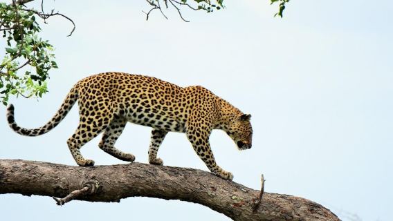 Dar es Salaam: Mikumi National Park Day Trip with Lunch