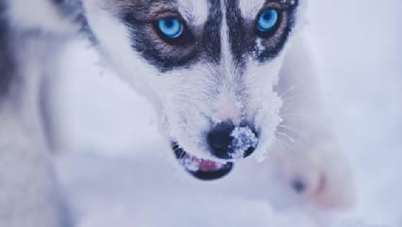 Ruka: 5km Husky Safari with Snacks and Campfire