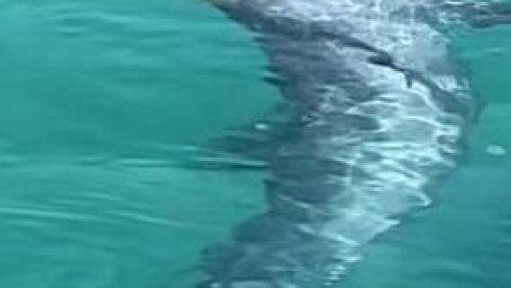 Destin: Shark Tooth and Sea Shell Scavenger Hunt Cruise