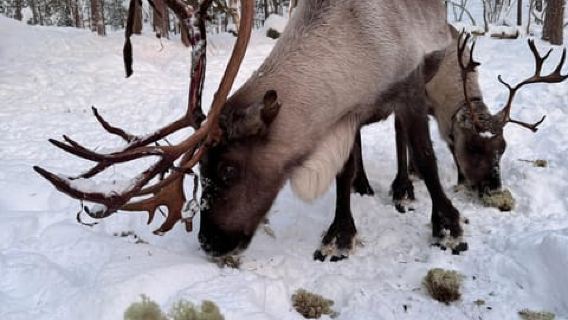 Reindeer feeding in Inari
