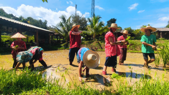 Chiang Mai: Traditional Rice Farming & Water Buffalo Experience