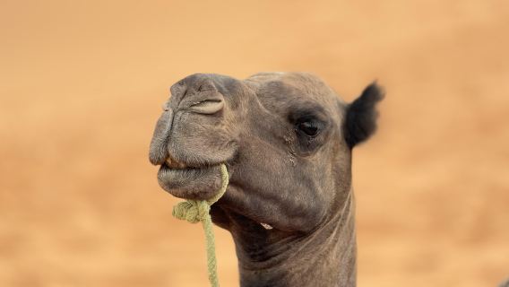 พิพิธภัณฑ์กาตาร์ + มัสยิดชีค + สนามแข่งอูฐฮานียา|ทัวร์วันเดียว/ทัวร์หลายวัน รถเช่าเหมา ภาษาจีนและภาษาอังกฤษ